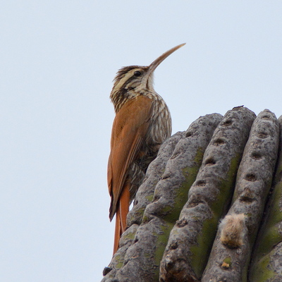 Straight-billed Woodcreeper